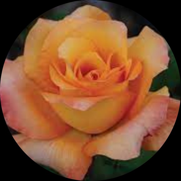 Meet your Posher, J - Picture 1 of 1